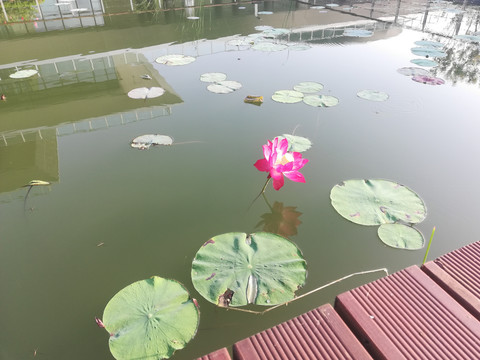 池塘里的荷花