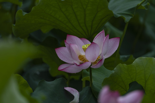 荷花特写