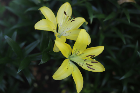 两朵百合花