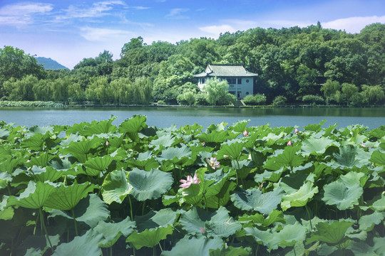 西湖北里湖荷花