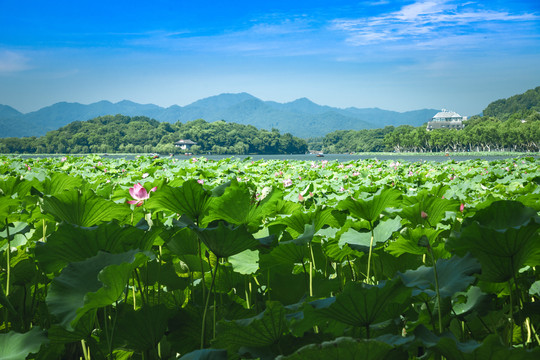 西湖北里湖荷花