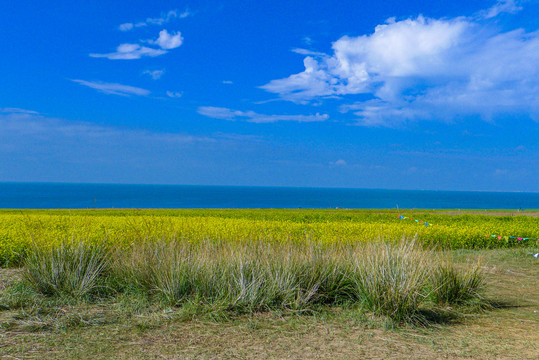 青海湖油菜花