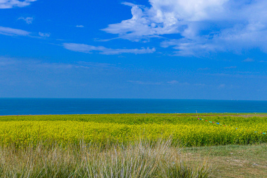 青海湖油菜花