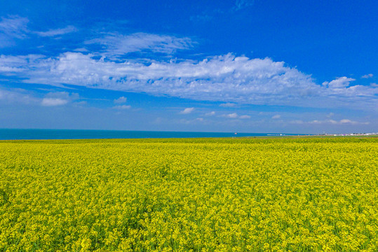 青海湖油菜花