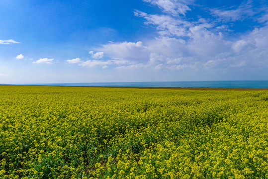 青海湖油菜花