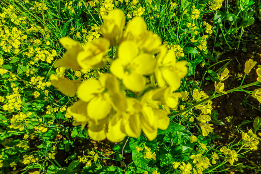 青海湖油菜花