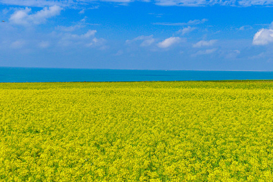 青海湖油菜花