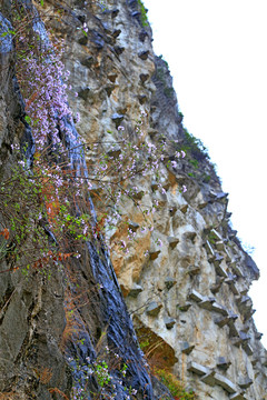 明月峡山花