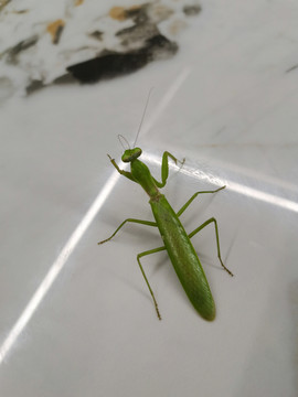 昆虫绿色螳螂照片