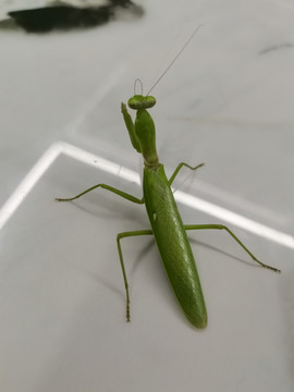 昆虫绿色螳螂照片