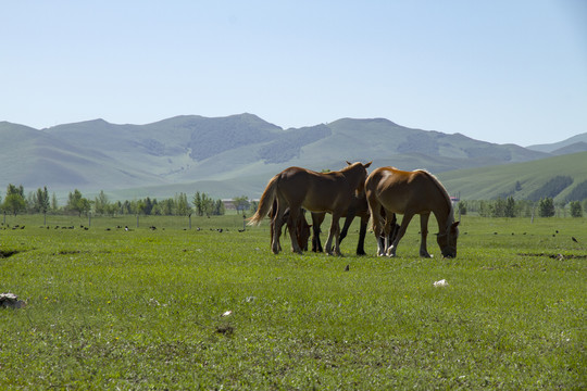草原牧场的动物和风景