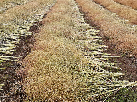 收割油菜