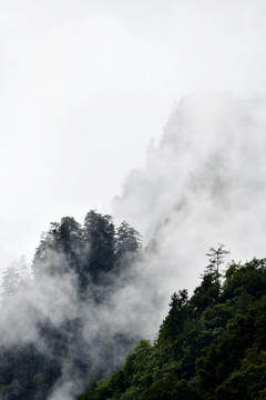 高山晨雾