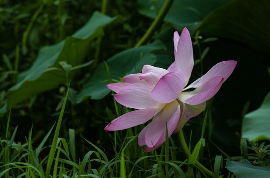 荷花特写