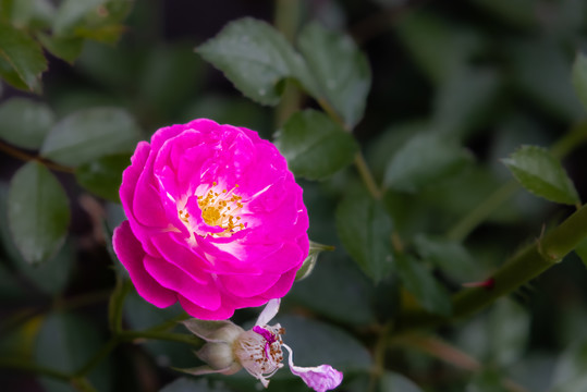 茶花
