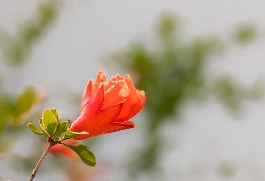 太阳花