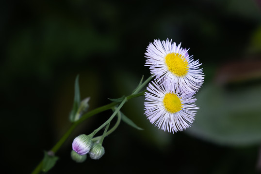 小菊花