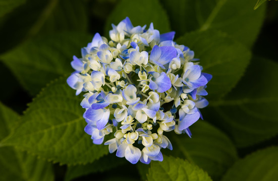 绣球花