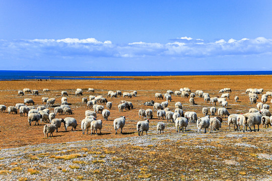 秋季草原湖面绵羊