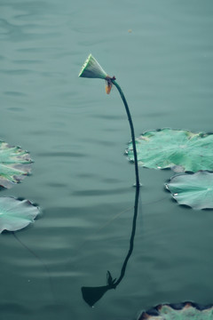 莲蓬