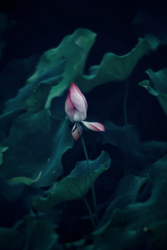 夏荷
