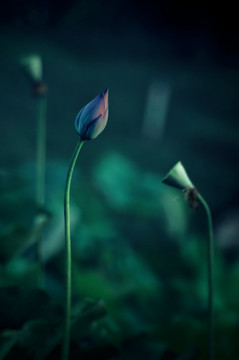 夏荷
