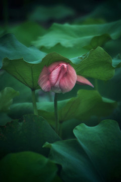 夏荷