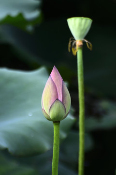 荷花