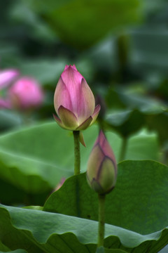 荷花