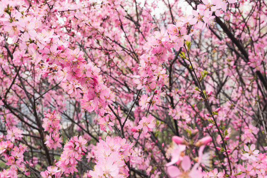 榆叶梅花树枝
