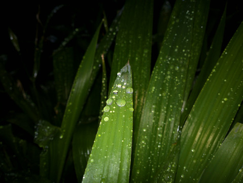 水珠