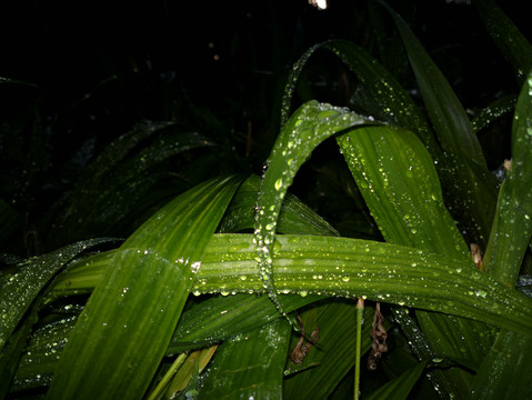 水珠