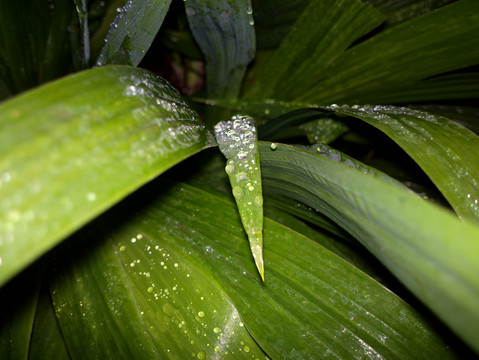 水珠