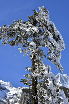 大雪青松