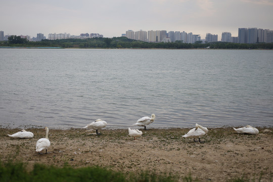 湖边白天鹅