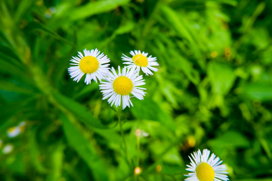 小雏菊