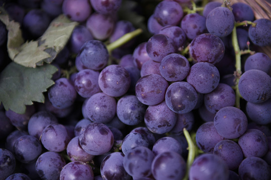 紫色大葡萄