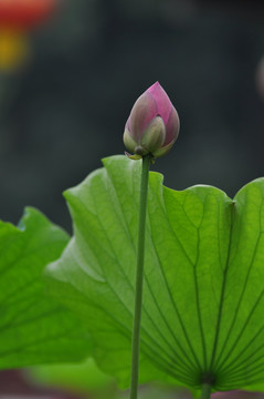 含苞未放荷花莲花