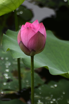 荷花