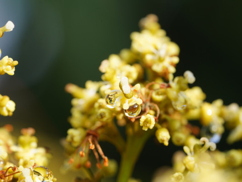 龙眼花卉植物桂圆季节自然