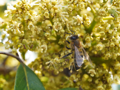 蜜蜂龙眼花果树花卉植物季节