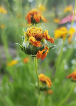 路边野菊花小花苞