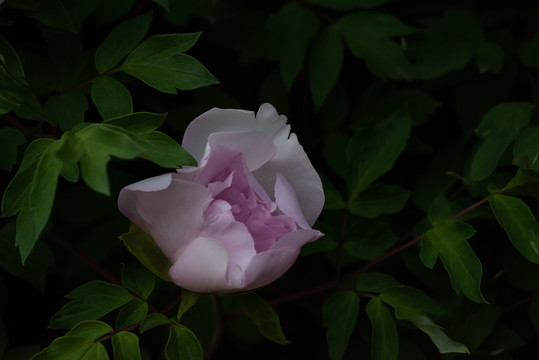 牡丹花特写照片