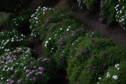 牡丹花特写照片