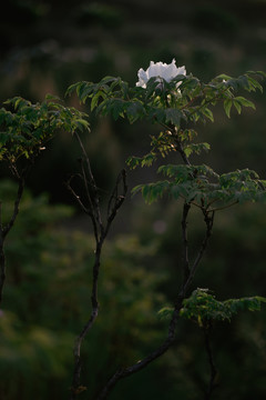 牡丹花特写照片