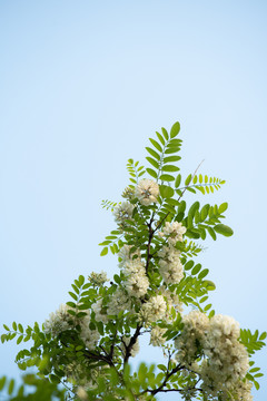 洋槐花特写照片