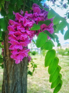 杨槐花开