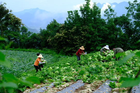 高山蔬菜