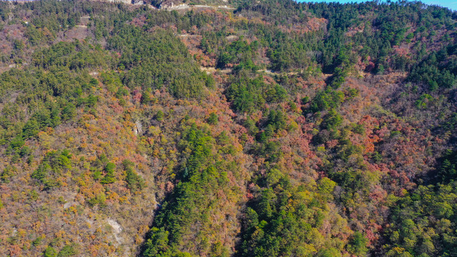 云雾山杜鹃花