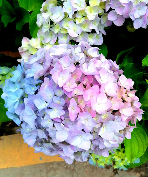 绣球花